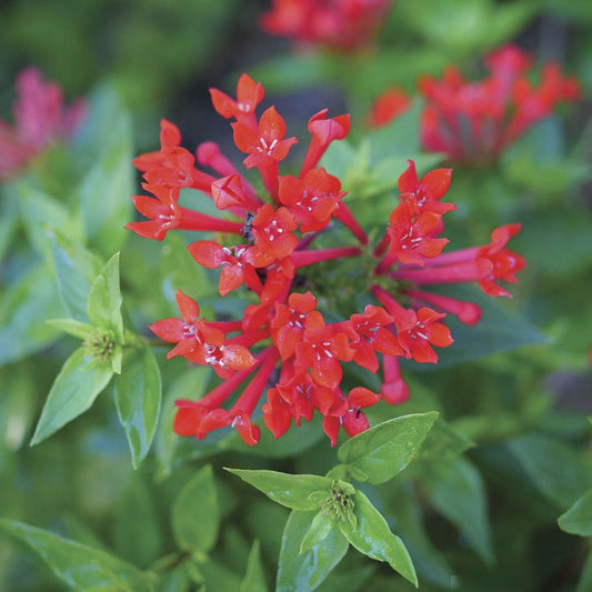Bouvardia Estrellita™ Scarlet Firecracker Bush