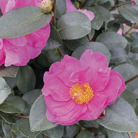 Camellia Just Chill™ Double Mauve