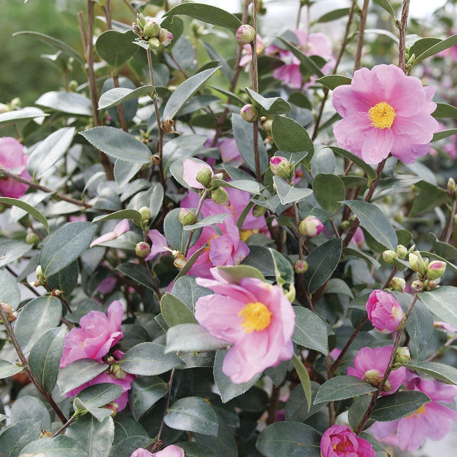 Camellia Just Chill™ Double Mauve