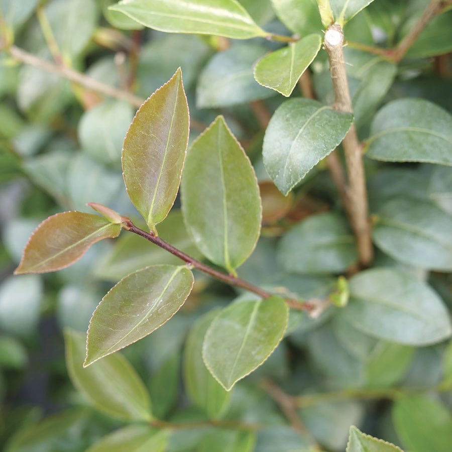 Camellia Just Chill™ Double Mauve