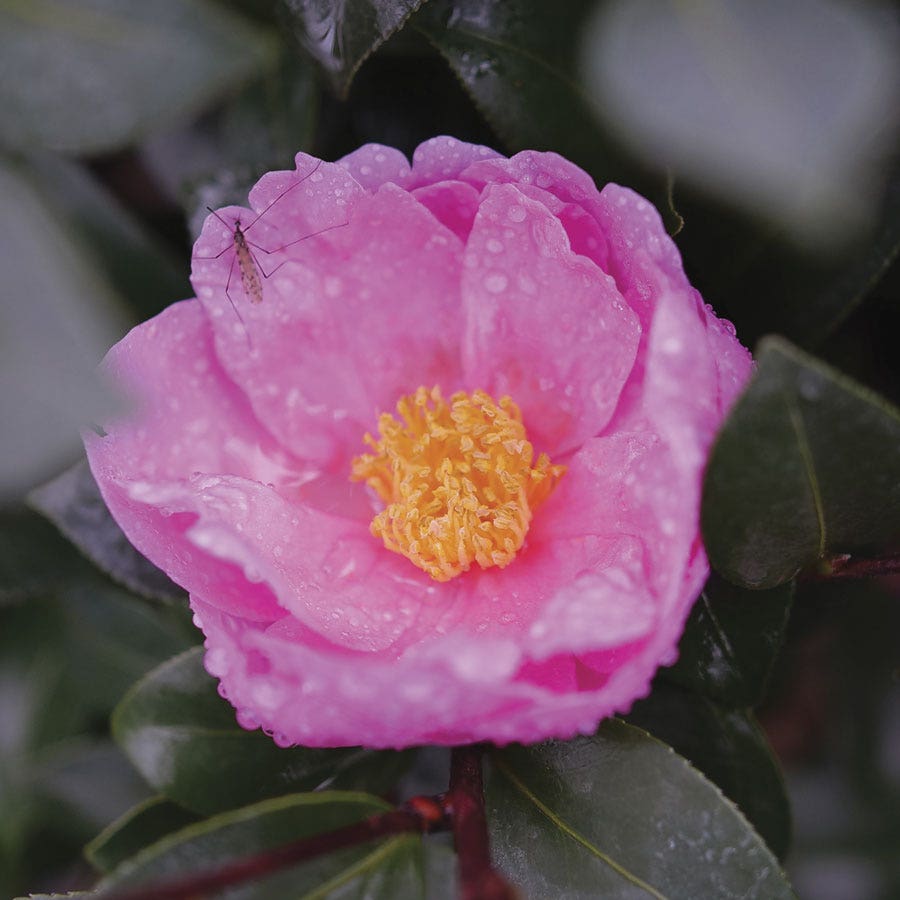 Camellia Just Chill™ Double Mauve