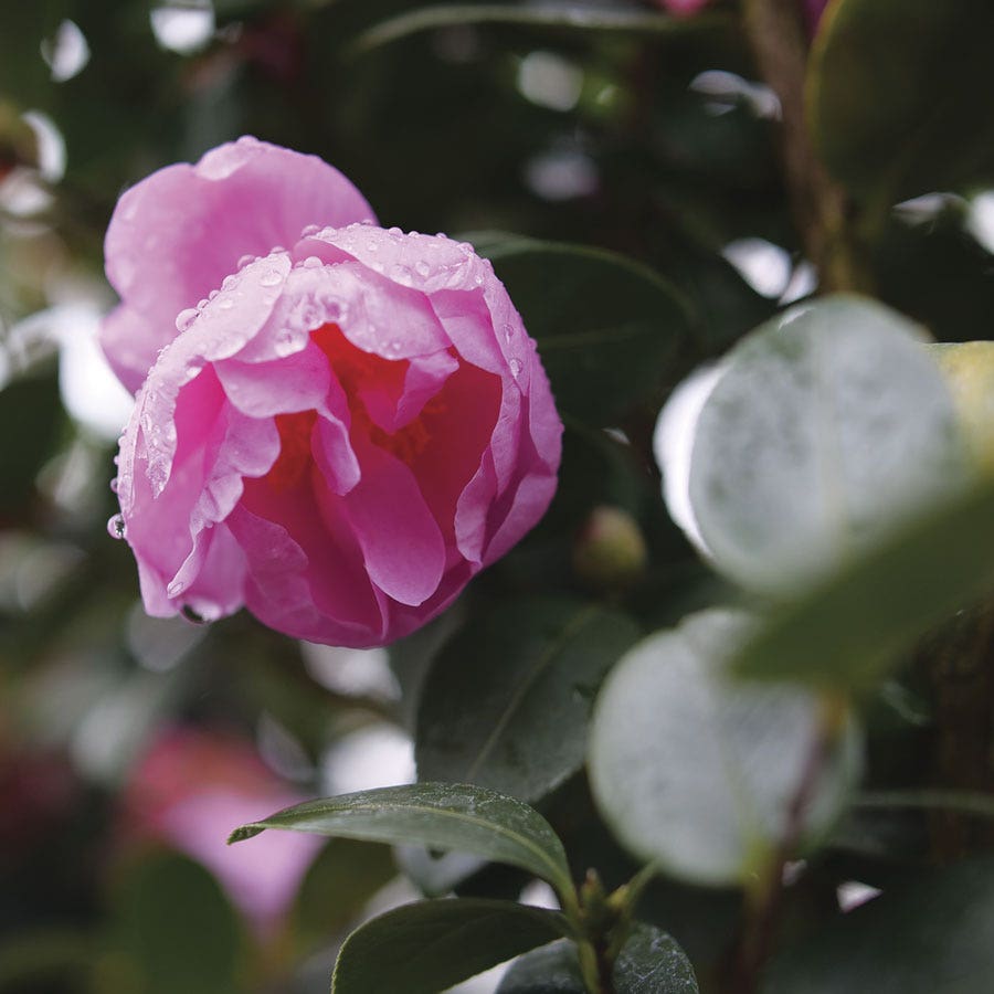 Camellia Just Chill™ Double Mauve