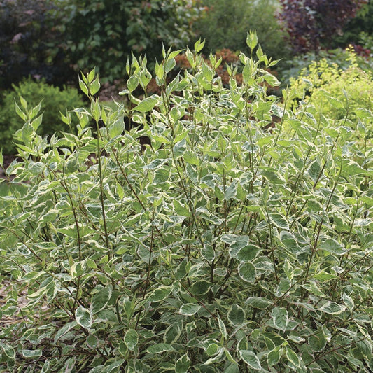 Cornus Sgt. Pepper™ Dogwood