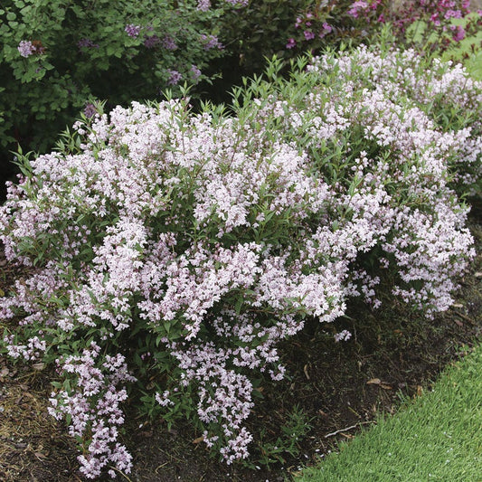 Deutzia Yuki Kabuki™