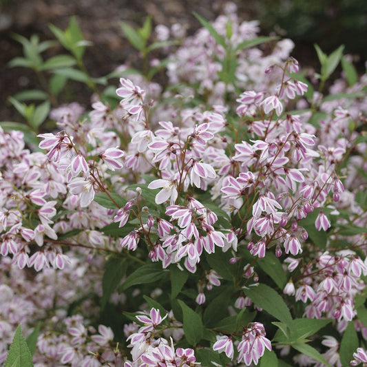 Deutzia Yuki Kabuki™