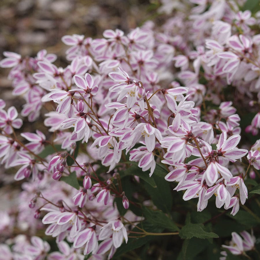 Deutzia Yuki Kabuki™