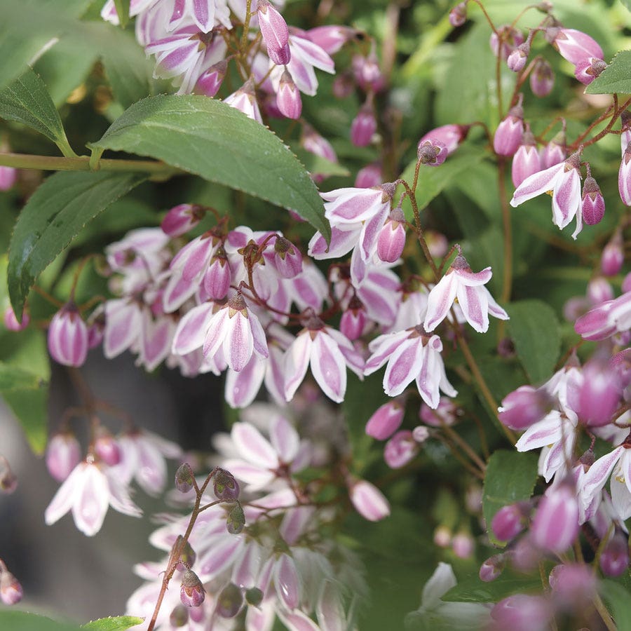 Deutzia Yuki Kabuki™