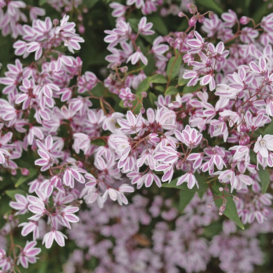 Deutzia Yuki Kabuki™