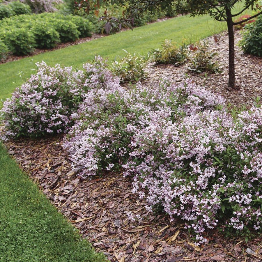 Deutzia Yuki Kabuki™