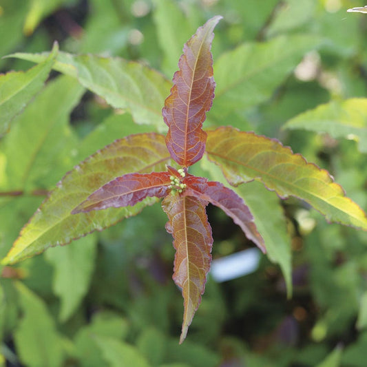 Diervilla Kodiak® Red 2.0 Bush Honeysuckle