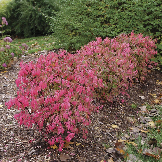 Euonymus Fire Ball Seedless™ Burning Bush