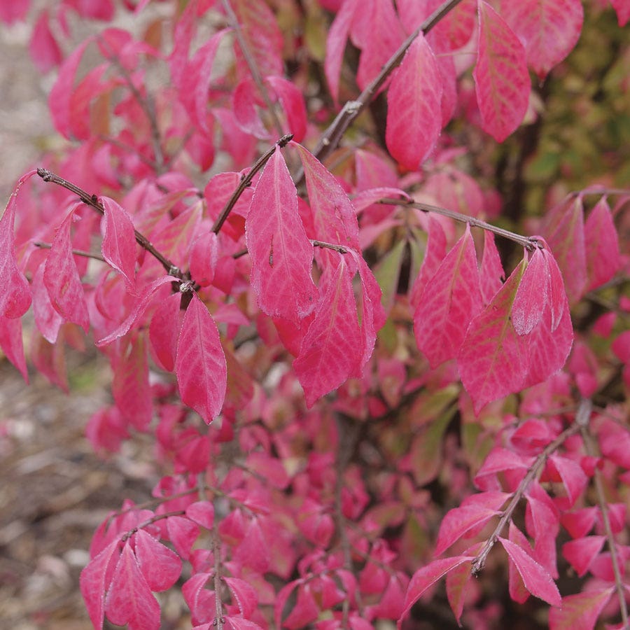 Euonymus Fire Ball Seedless™ Burning Bush