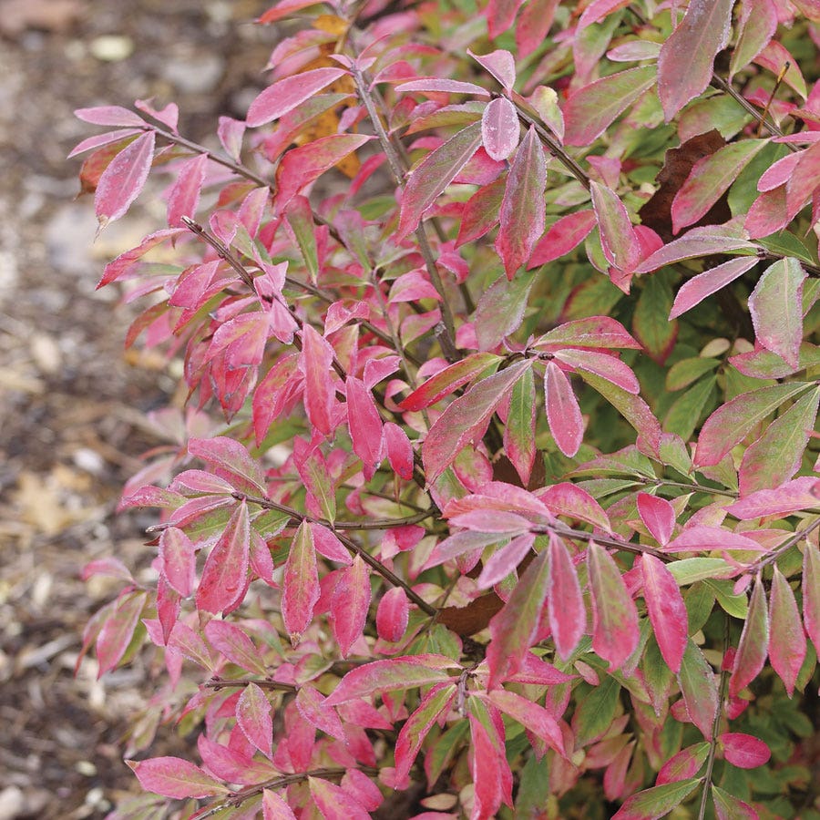 Euonymus Fire Ball Seedless™ Burning Bush