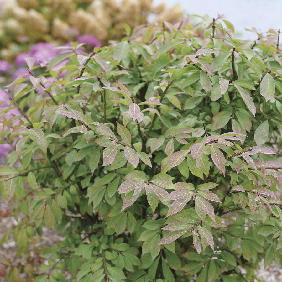 Euonymus Fire Ball Seedless™ Burning Bush
