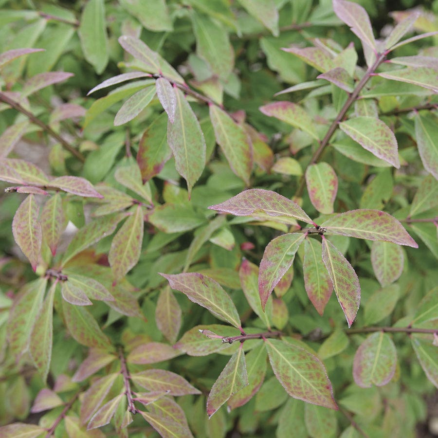 Euonymus Fire Ball Seedless™ Burning Bush