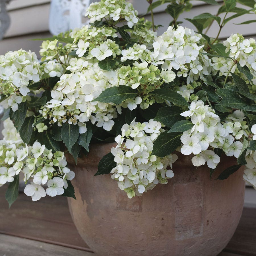 Hydrangea Fairytrail™ White Cascade Hydrangea