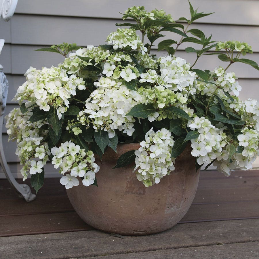 Hydrangea Fairytrail™ White Cascade Hydrangea