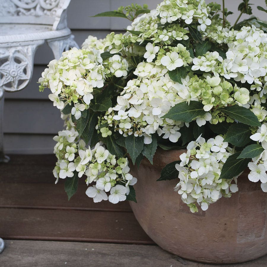 Hydrangea Fairytrail™ White Cascade Hydrangea