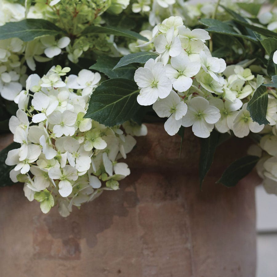 Hydrangea Fairytrail™ White Cascade Hydrangea