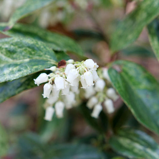 Lecothoe Paisley Pup™