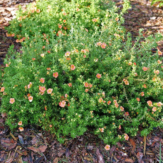 Dasiphora Happy Face® Orange Potentilla