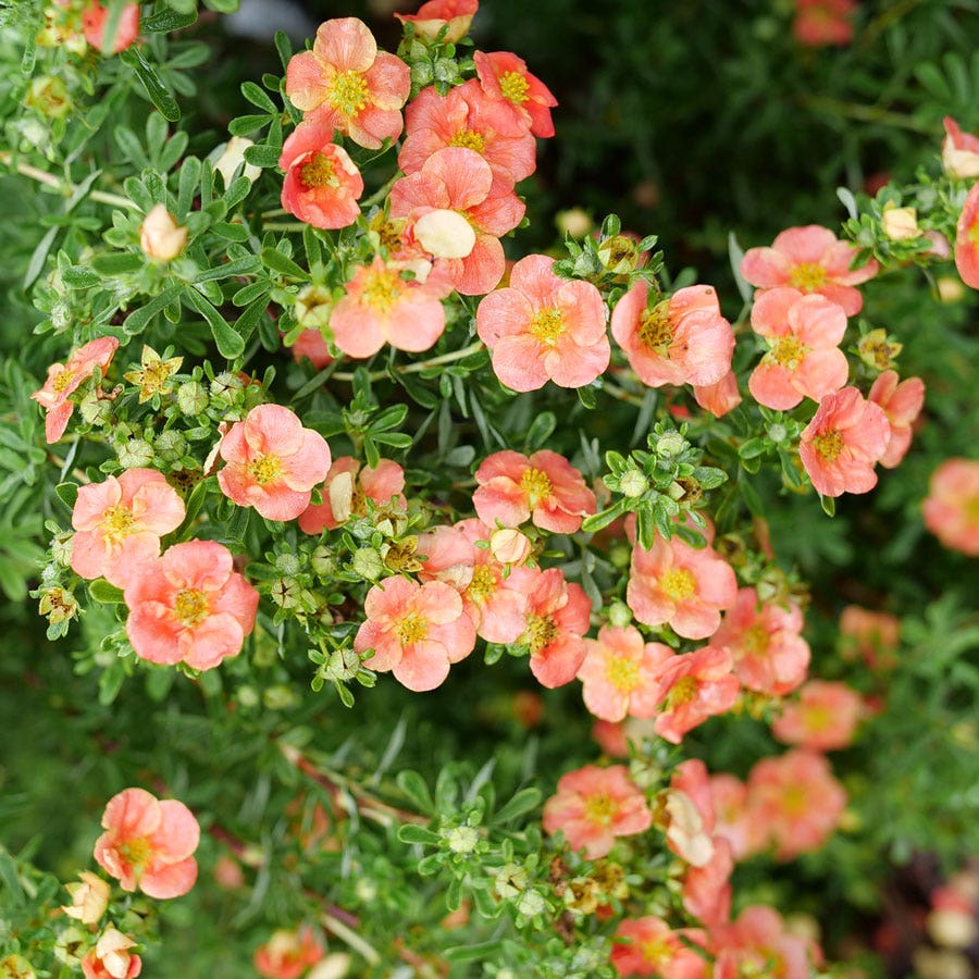 Dasiphora Happy Face® Orange Potentilla
