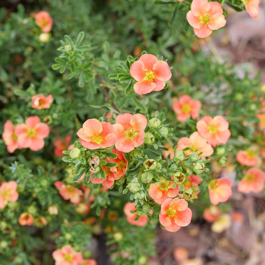 Dasiphora Happy Face® Orange Potentilla