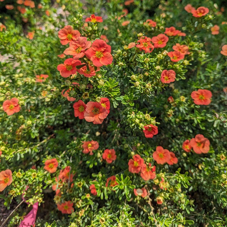 Dasiphora Happy Face® Orange Potentilla