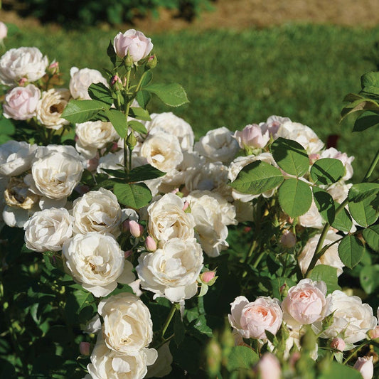 Rosa Flavorette Pear'd™ Edible Rose
