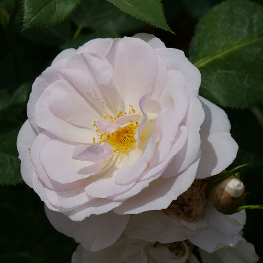 Rosa Flavorette Pear'd™ Edible Rose