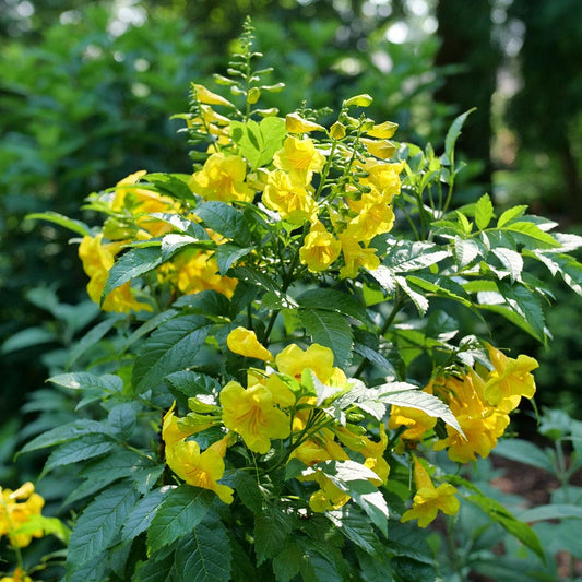 Tecoma Chicklet® Gold Trumpet Bush