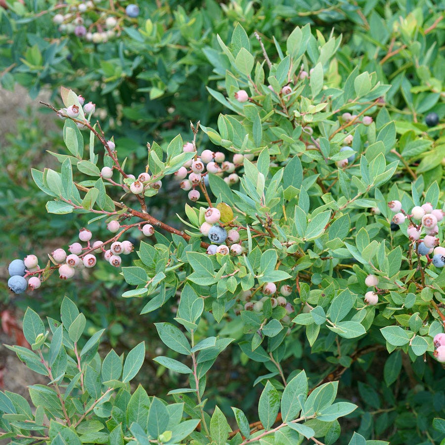 Vaccinium Splendid!™ Blue Highbush Blueberry