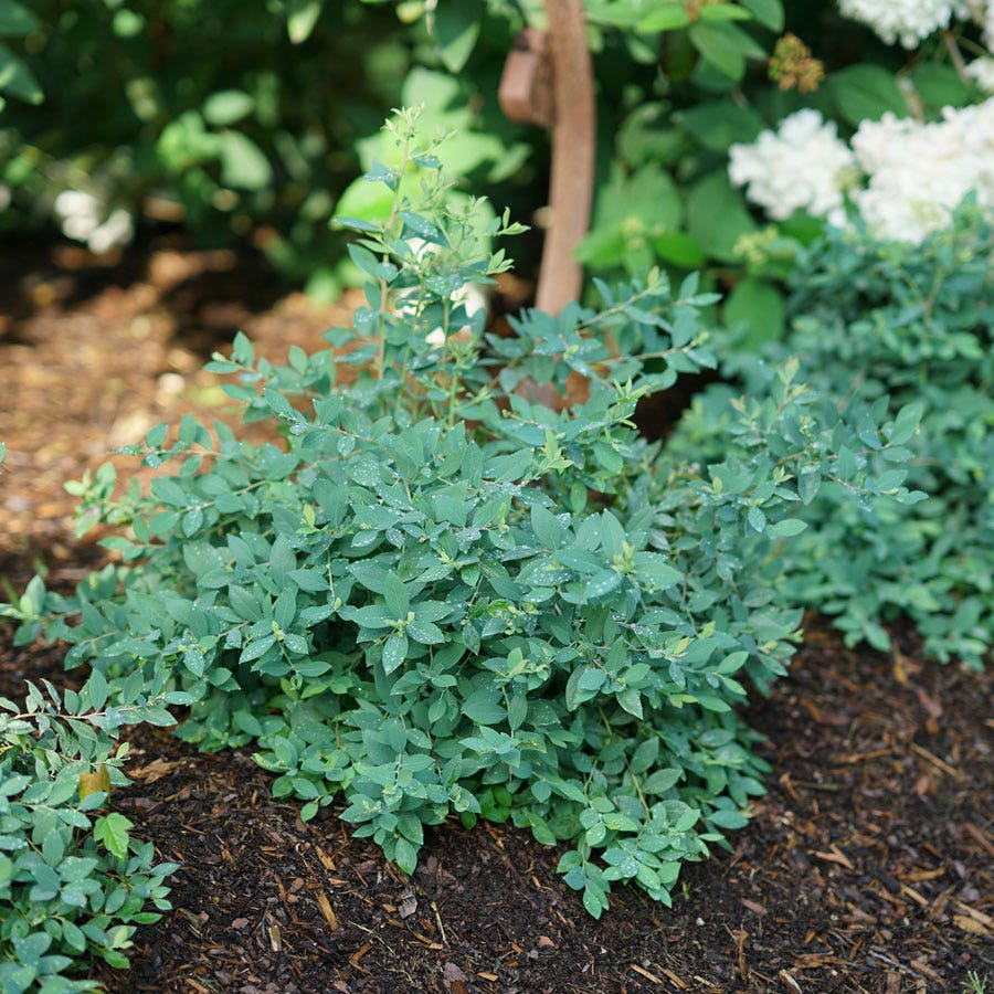 Vaccinium Splendid!™ Blue Highbush Blueberry