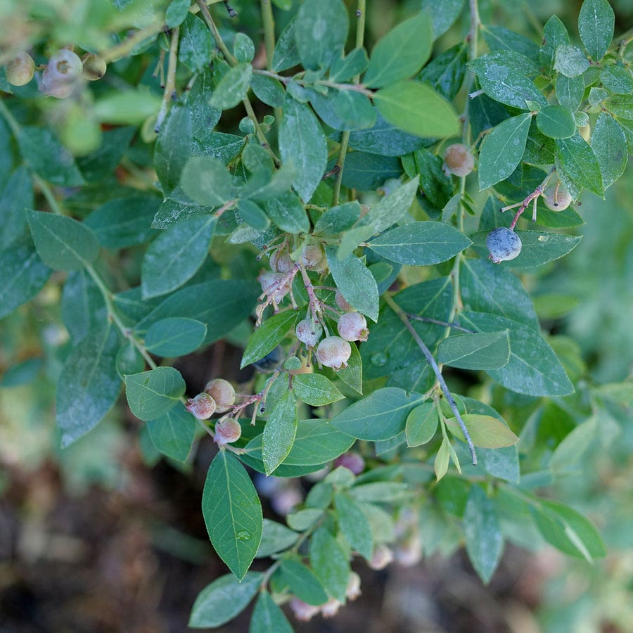 Vaccinium Splendid!™ Blue Highbush Blueberry