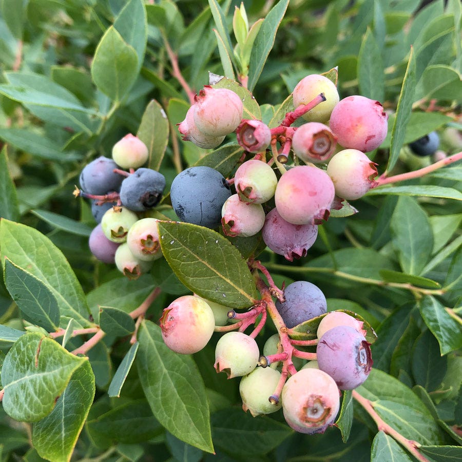 Vaccinium Splendid!™ Blue Highbush Blueberry