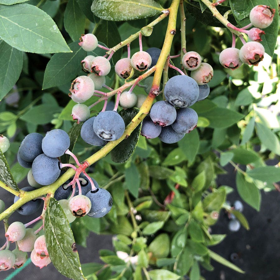 Vaccinium Splendid!™ Blue Highbush Blueberry