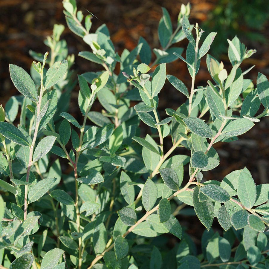 Vaccinium Splendid!™ Blue Highbush Blueberry