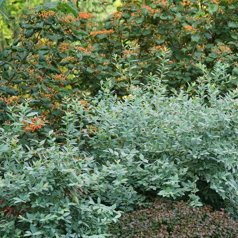 Vaccinium Splendid!™ Blue Highbush Blueberry