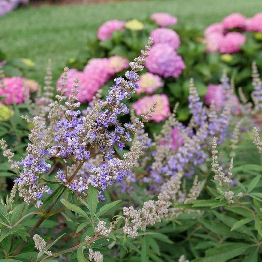 Vitex Rock Steady™ Chastetree