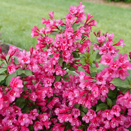 Weigela Sonic Bloom Punch™