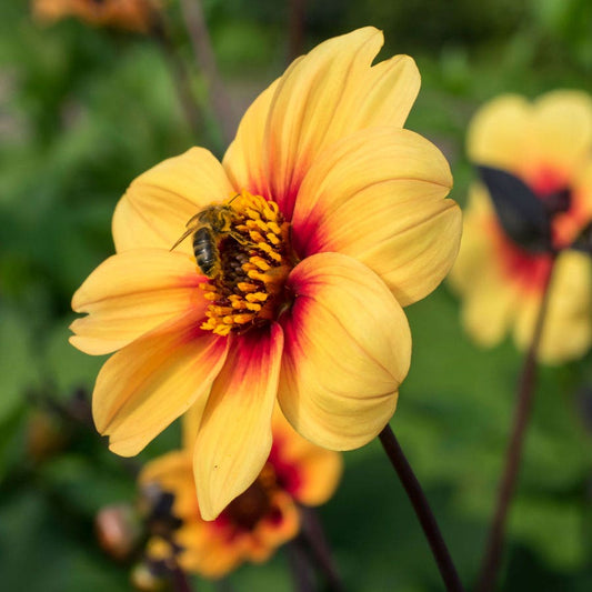 Dahlia 'Sunshine' Dark Leaf Single Bulb