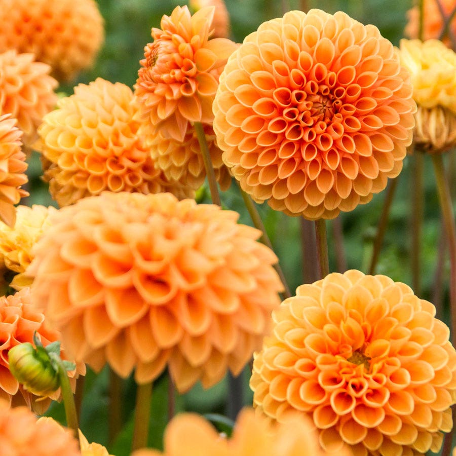 Dahlia 'Sylvia' Pompon Bulb