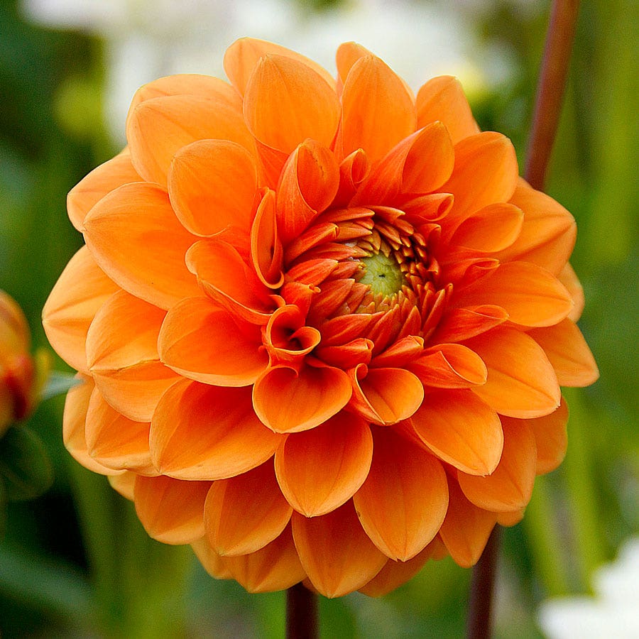 Dahlia 'Sylvia' Pompon Bulb