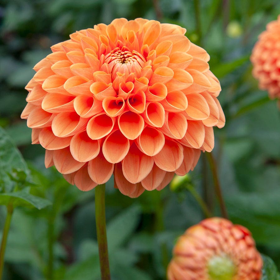 Dahlia 'Sylvia' Pompon Bulb