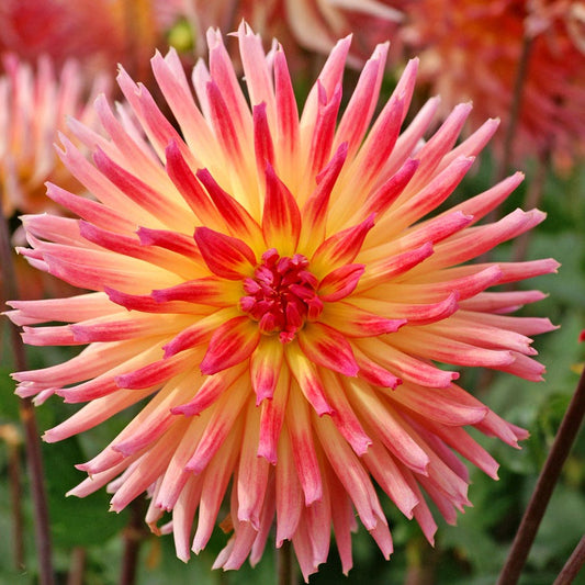 Dahlia Karma Sangria® Cactus Dahlia Bulb