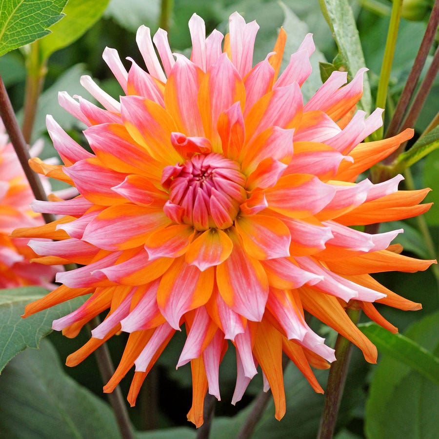 Dahlia Orange Turmoil Cactus Dahlia Bulb
