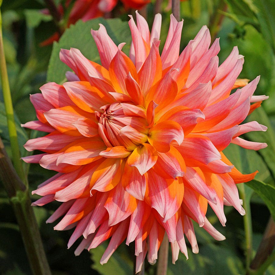 Dahlia Orange Turmoil Cactus Dahlia Bulb