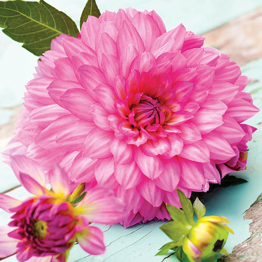 Dahlia Karma Prospero® Decorative Dahlia Bulb