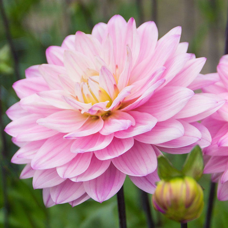 Dahlia Karma Prospero® Decorative Dahlia Bulb
