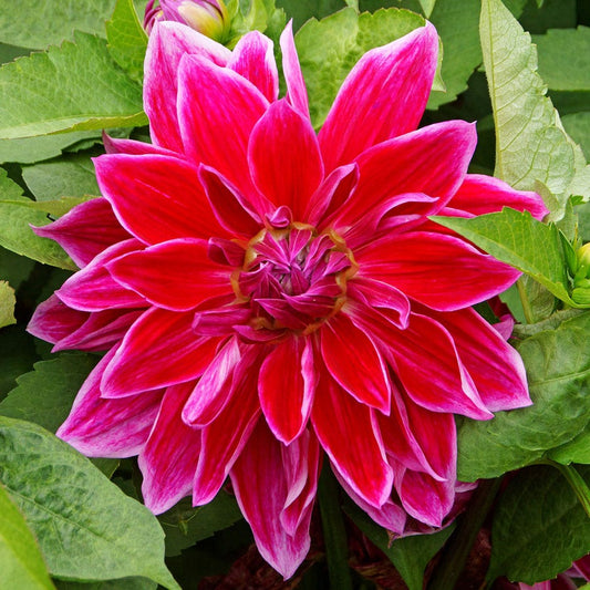 Dahlia Mero Star Decorative Dahlia Bulb